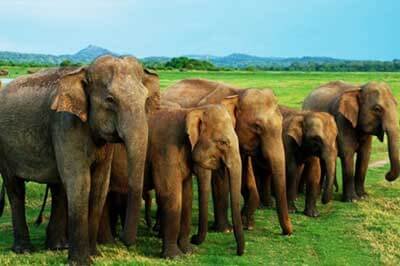 Achini Lanka Travels Minneriya National Park | achinilankatravels.come