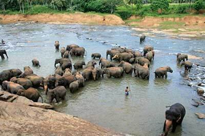 Achini Lanka Travels Pinnawala | achinilankatravels.com