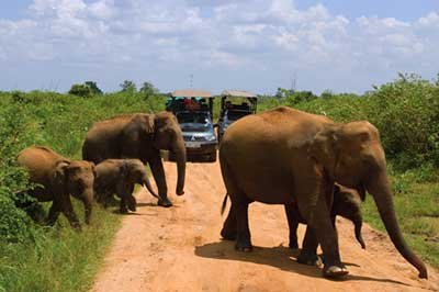 Achini Lanka Travels Udawalawa National Park | achinilankatravels.com
