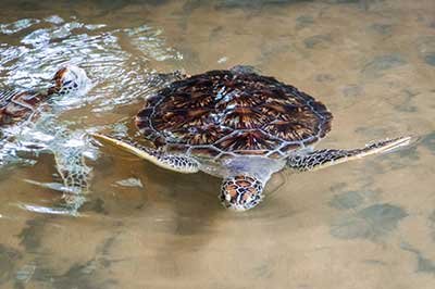 Turtle Hatchery |  achinilankatravels.com