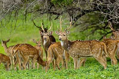 Sri Lankan Nature Yala National Park | achinilankatravels.com