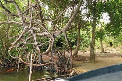 Madu Boat Ride in Galle |achinilankatravels.com