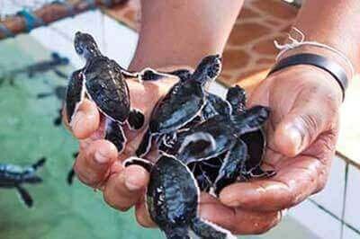 Kosgoda Turtle Hatchery | achinilankatravels.com