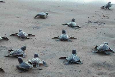 Kosgoda Baby Turtles  | achinilankatravels.com