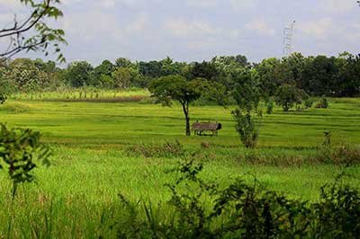 Sigiriya Rural Villege Walks | achinilankatravels.com