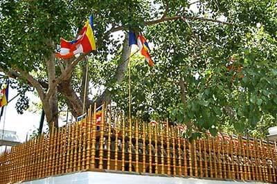  Anuradhapura sacred Bo Tree| achinilankatravels.com