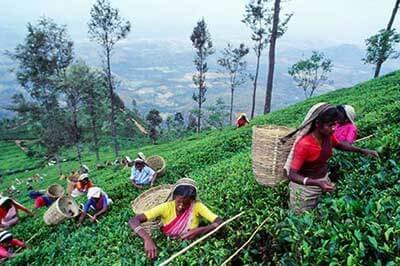 3 Days Tour Package Nuwara Eliya | achinilankatravels.com